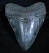 Beautiful Inch Megalodon Tooth #3921-1
